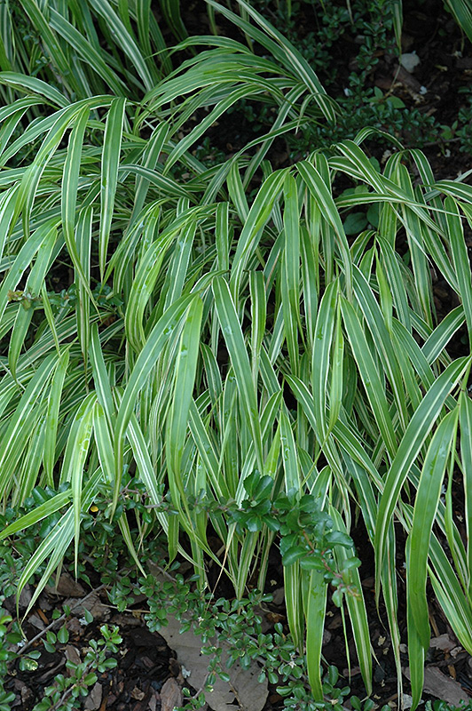 White Striped Hakone Grass (Hakonechloa macra 'Albo Striata') at Weston Nurseries