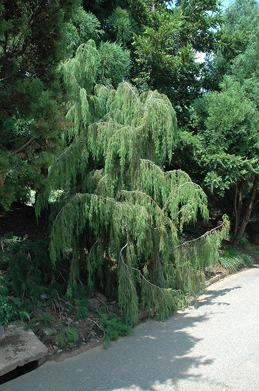 Needle Juniper (Juniperus rigida 'Pendula') at Weston Nurseries