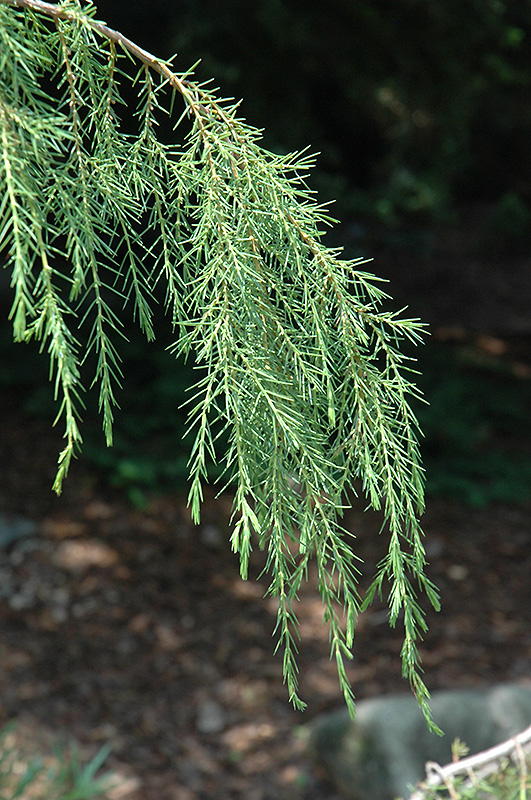 Needle Juniper (Juniperus rigida 'Pendula') at Weston Nurseries
