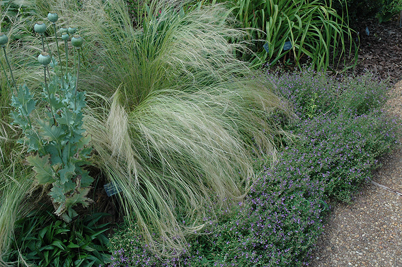 Mexican Feather Grass (Nassella tenuissima) at Weston Nurseries