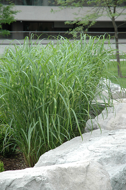 Zebra Grass (Miscanthus sinensis 'Zebrinus') at Weston Nurseries