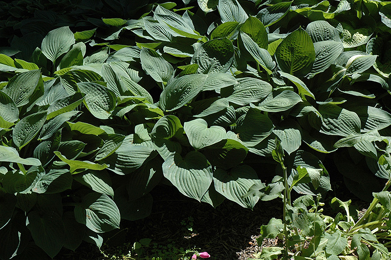 Hyacinthina Hosta (Hosta fortunei 'Hyacinthina') at Weston Nurseries