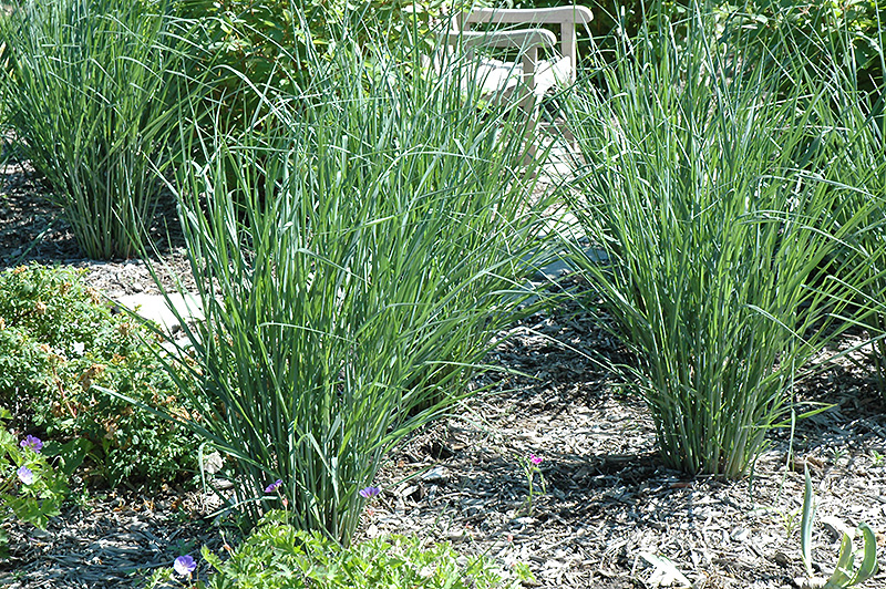 Cloud Nine Switch Grass (Panicum virgatum 'Cloud Nine') at Weston Nurseries