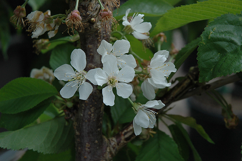 Rainier Cherry (Prunus avium 'Rainier') at Weston Nurseries