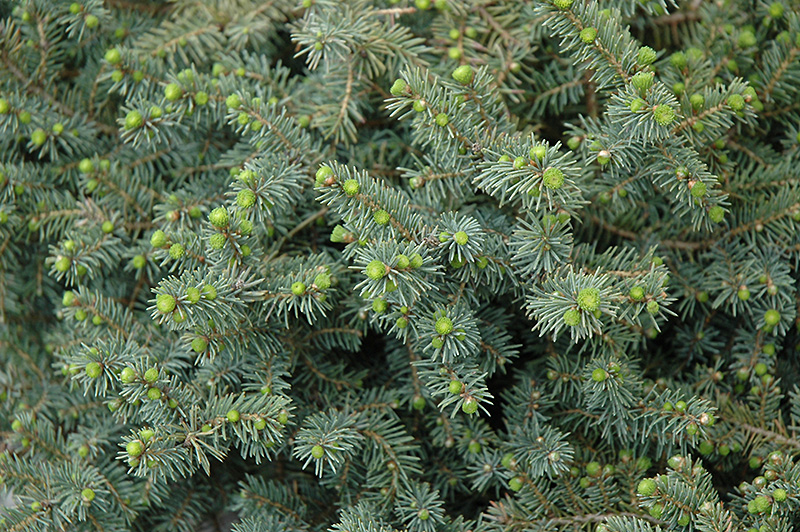 Dwarf Black Spruce (Picea mariana 'Nana') at Weston Nurseries