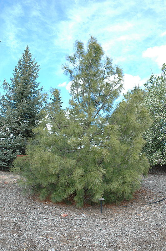 Western White Pine (Pinus monticola) at Weston Nurseries