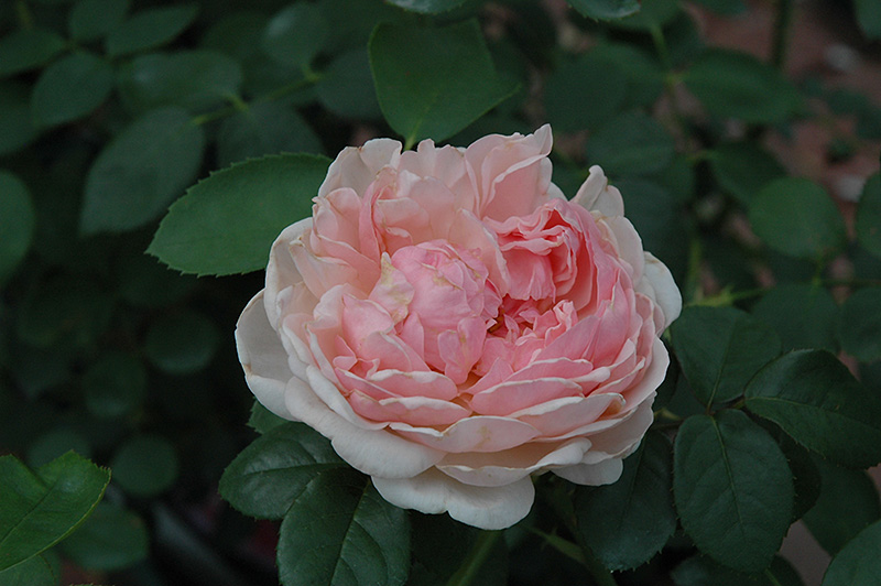St. Swithun Rose (Rosa 'St. Swithun') at Weston Nurseries
