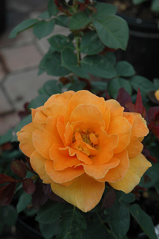 Vavoom Rose (Rosa 'Vavoom') at Weston Nurseries
