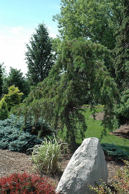 Uncle Fogy Jack Pine (Pinus banksiana 'Uncle Fogy') at Weston Nurseries