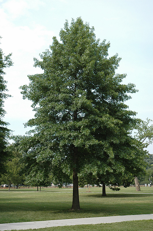Pin Oak (Quercus palustris) at Weston Nurseries