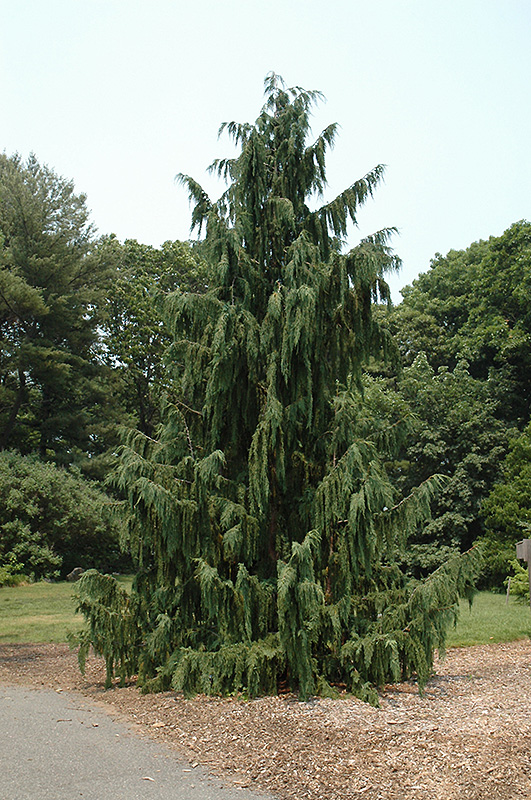 Blue Weeping Nootka Cypress (Chamaecyparis nootkatensis 'Glauca Pendula') at Weston Nurseries