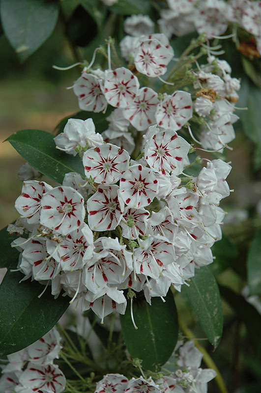 Peppermint Mountain Laurel (Kalmia latifolia 'Peppermint') at Weston Nurseries