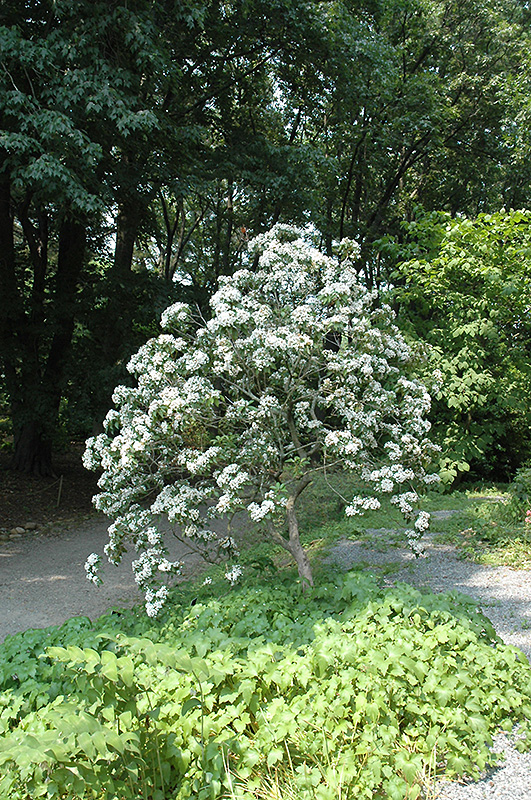 Mountain Laurel (Kalmia latifolia) in Boston Hopkinton