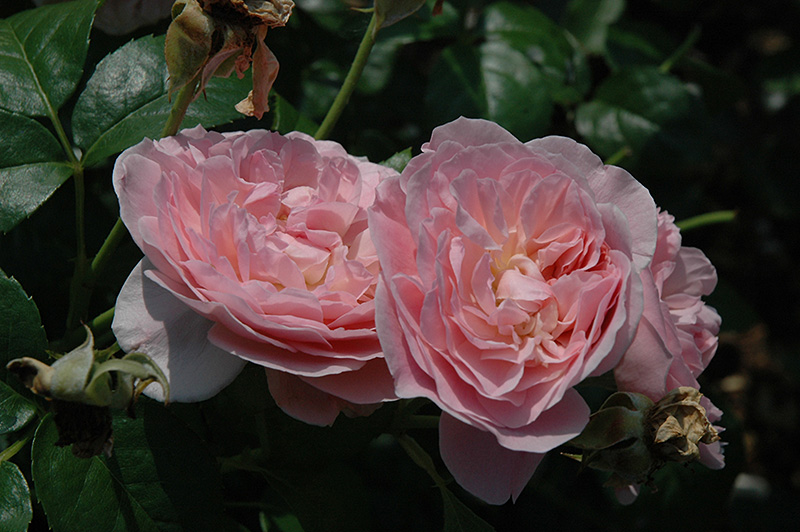 Strawberry Hill Rose (Rosa 'Strawberry Hill') at Weston Nurseries