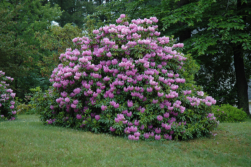 Grandiflorum Rhododendron (Rhododendron catawbiense 'Grandiflorum') at Weston Nurseries