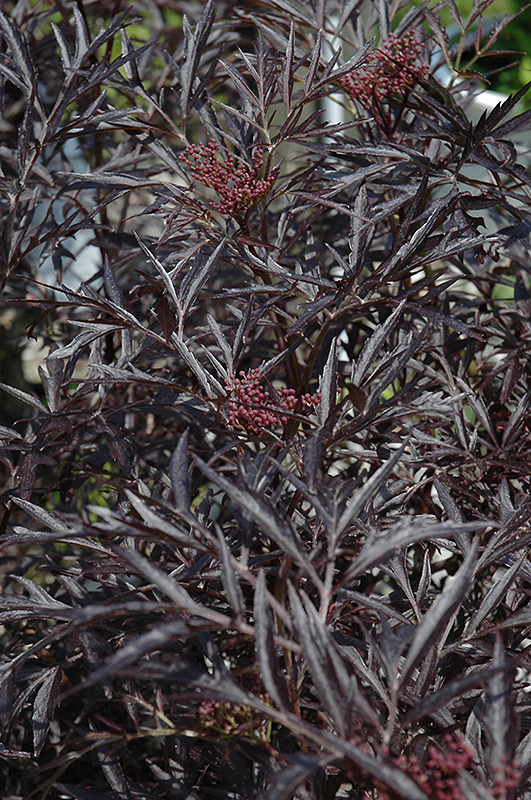 Black Lace Elder (Sambucus nigra 'Eva') at Weston Nurseries