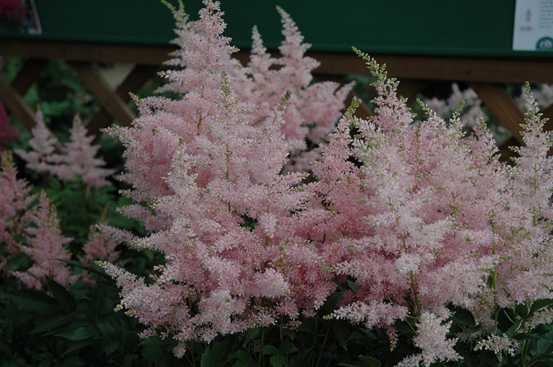 Younique Silvery Pink Astilbe (Astilbe 'Verssilverypink') at Weston Nurseries