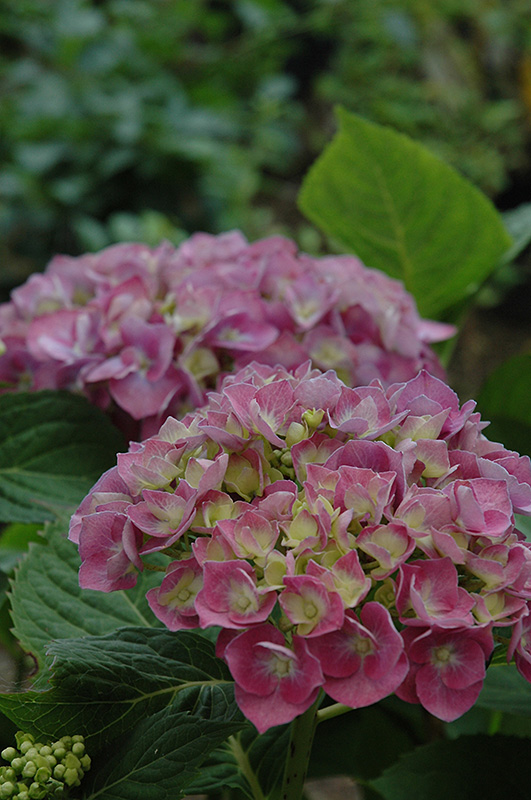 Forever And Ever Blue Heaven Hydrangea (Hydrangea macrophylla 'Forever And Ever Blue Heaven') at Weston Nurseries