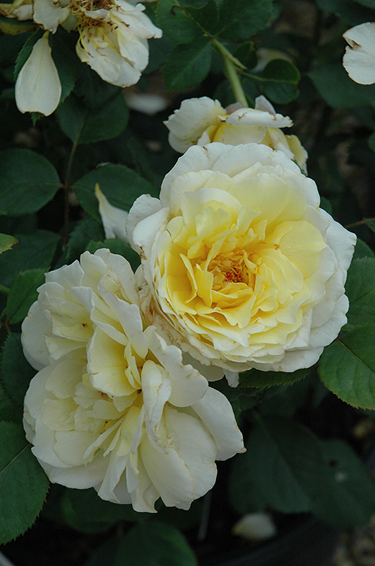 White Licorice Rose (Rosa 'White Licorice') at Weston Nurseries