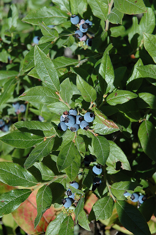 Lowbush Blueberry (Vaccinium angustifolium) at Weston Nurseries