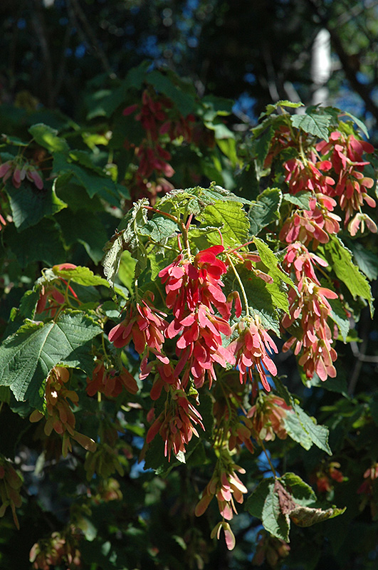 Mountain Maple (Acer spicatum) at Weston Nurseries