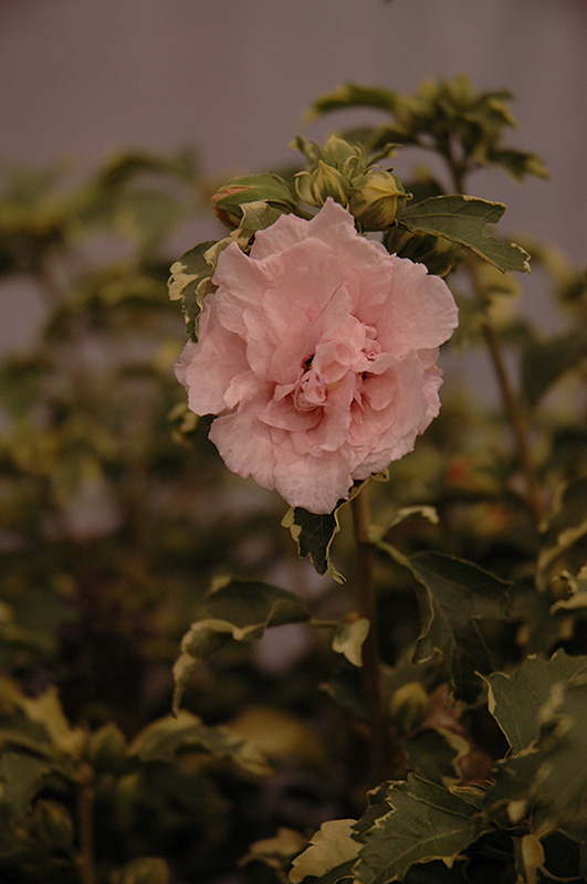 Sugar Tip Rose of Sharon (Hibiscus syriacus 'America Irene Scott') at Weston Nurseries