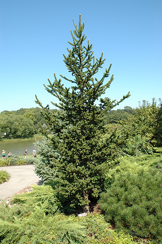 Hillside Upright Spruce (Picea abies 'Hillside Upright') at Weston Nurseries