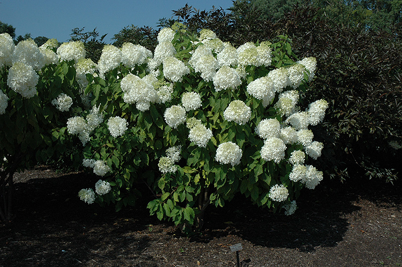 Phantom Hydrangea (Hydrangea paniculata 'Phantom') at Weston Nurseries