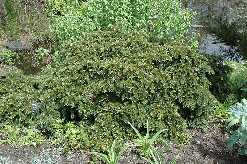 Repandens English Yew (Taxus baccata 'Repandens') at Weston Nurseries