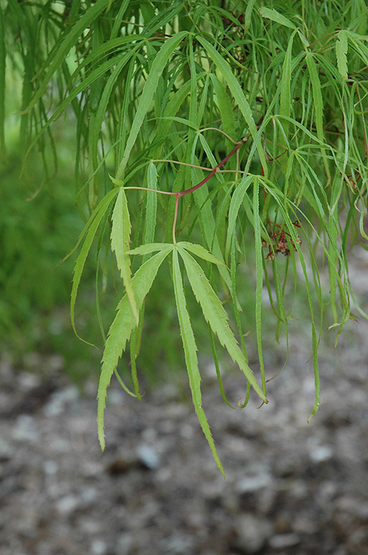 Koto No Ito Japanese Maple (Acer palmatum 'Koto No Ito') at Weston Nurseries