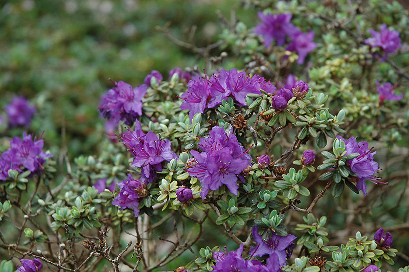 Dwarf Purple Rhododendron (Rhododendron impeditum) at Weston Nurseries