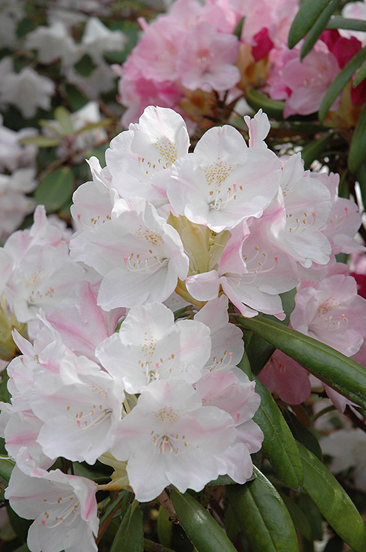 Yakushima Rhododendron (Rhododendron yakushimanum) at Weston Nurseries