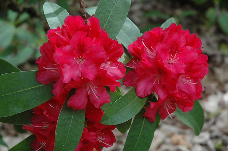 Wilgen's Ruby Rhododendron (Rhododendron 'Wilgen's Ruby') at Weston Nurseries