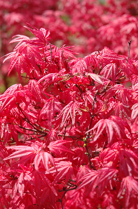 Shindeshojo Japanese Maple (Acer palmatum 'Shindeshojo') at Weston Nurseries