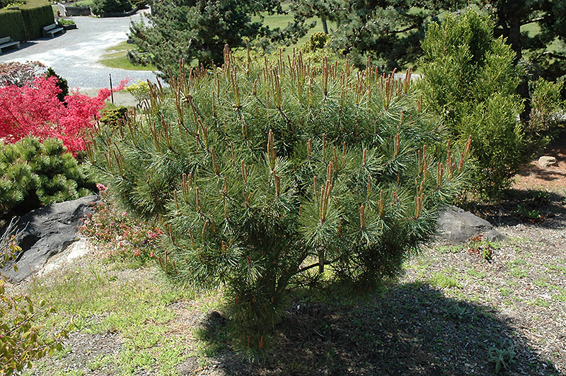 Japanese Umbrella Pine (Pinus densiflora 'Umbraculifera') at Weston Nurseries
