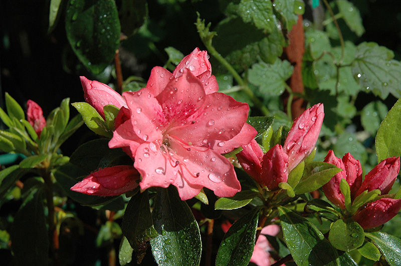Girard's Renee Michelle Azalea (Rhododendron 'Girard's Renee Michelle') at Weston Nurseries