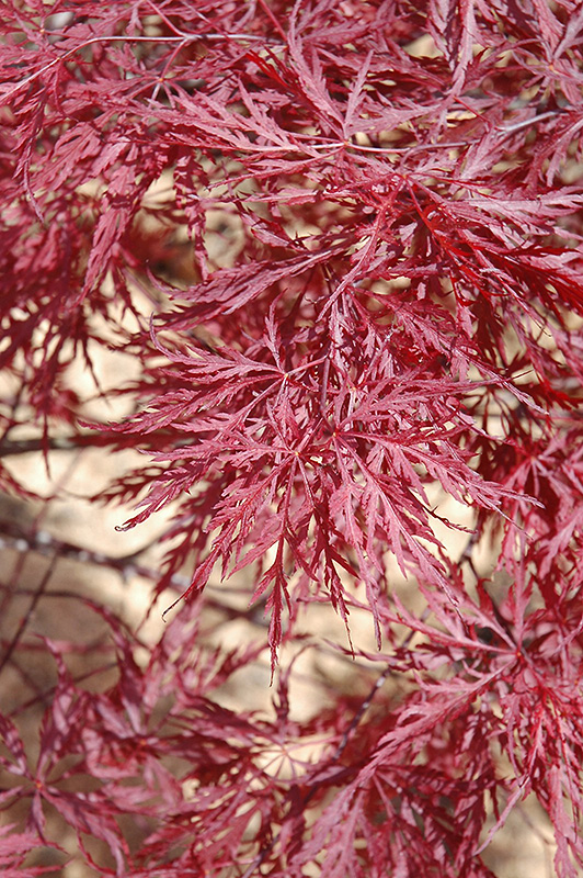 Red Dragon Japanese Maple (Acer palmatum 'Red Dragon') at Weston Nurseries
