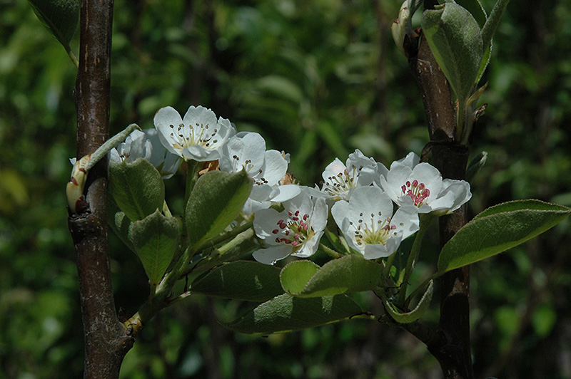 Shinseiki Asian Pear (Pyrus pyrifolia 'Shinseiki') at Weston Nurseries