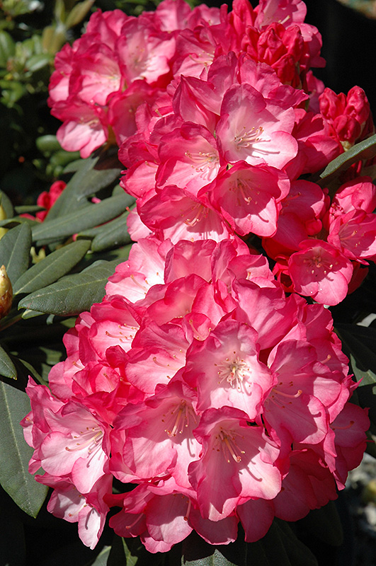 Fantastica Rhododendron (Rhododendron 'Fantastica') at Weston Nurseries