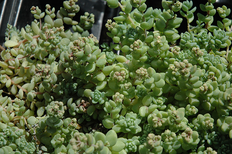 Corsican Stonecrop (Sedum dasyphyllum 'var. major') at Weston Nurseries