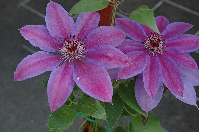 Vancouver Starry Nights Clematis (Clematis 'Vancouver Starry Nights') at Weston Nurseries