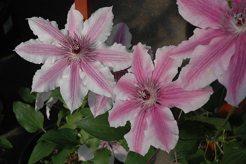 Carnaby Clematis (Clematis 'Carnaby') at Weston Nurseries