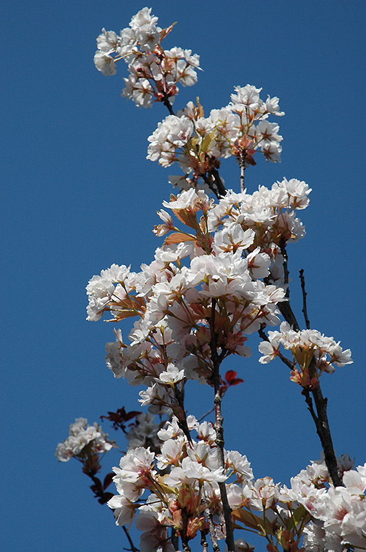 Amanogawa Flowering Cherry (Prunus serrulata 'Amanogawa') at Weston Nurseries
