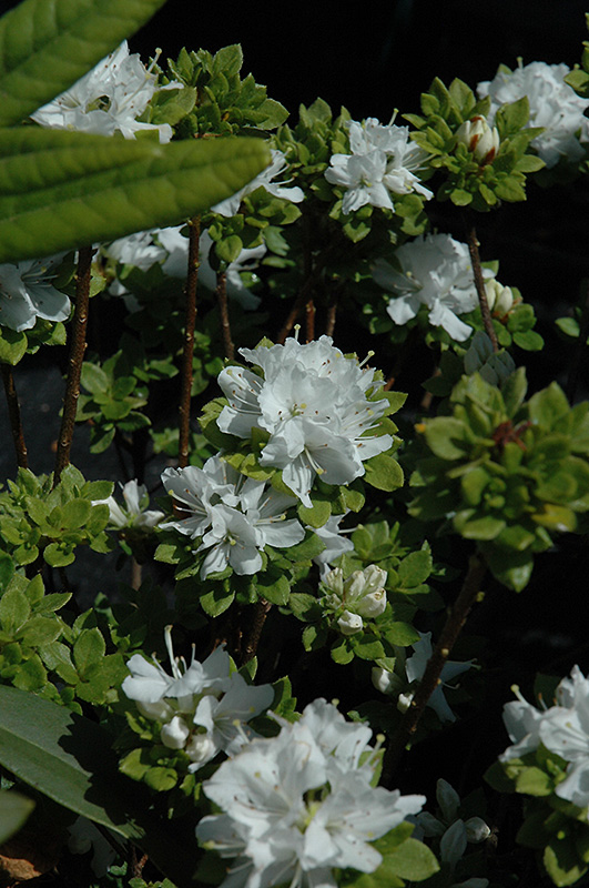 White Kyushu Azalea (Rhododendron kiusianum 'Album') at Weston Nurseries