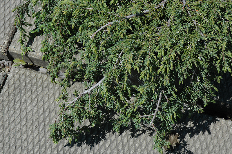 Corielagan Juniper (Juniperus communis 'Corielagan') at Weston Nurseries
