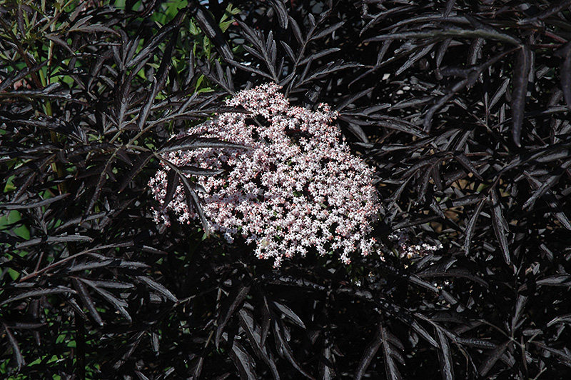 Black Lace Elder (Sambucus nigra 'Eva') at Weston Nurseries