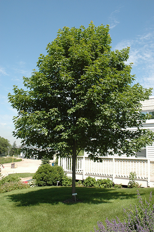 Fall Fiesta Sugar Maple (Acer saccharum 'Bailsta') at Weston Nurseries