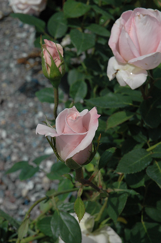 Bride's Dream Rose (Rosa 'Bride's Dream') at Weston Nurseries
