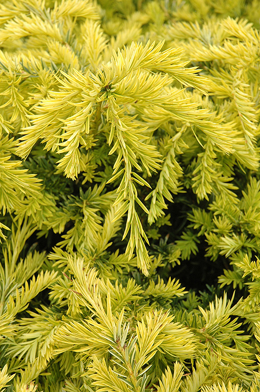 Sunburst Yew (Taxus x media 'Sunburst') at Weston Nurseries