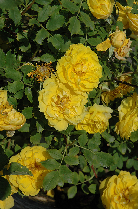 Persian Yellow Rose (Rosa 'Persian Yellow') at Weston Nurseries
